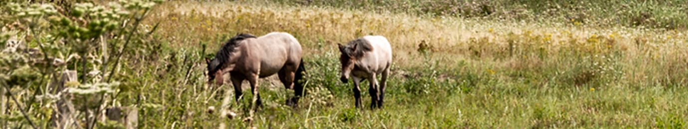 Veelgestelde vragen